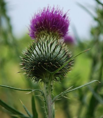 Under The Thistle
