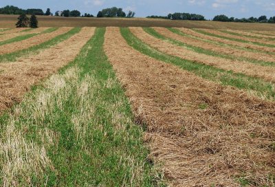 Hayfield Stripes