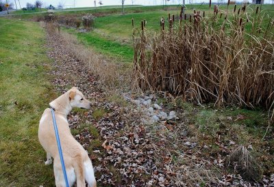 Cattails And Puppy Tails