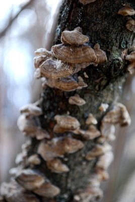 Lichen On Lilac Trunk