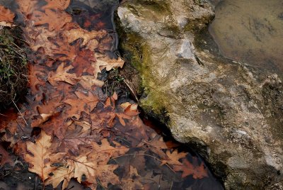 Submerged Oak Leaves