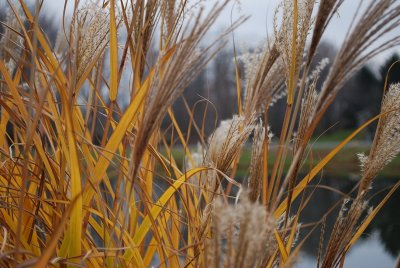 Plume Grass, Colored By Autumn