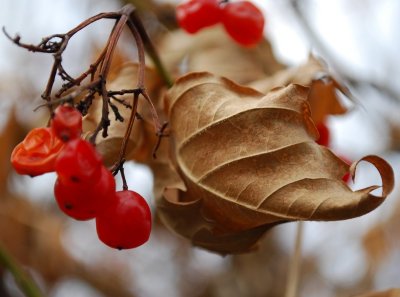 Cranberries And Curled Leaf