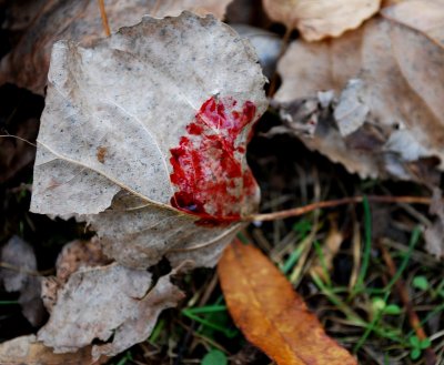 Blood On Cottonwood Leaf