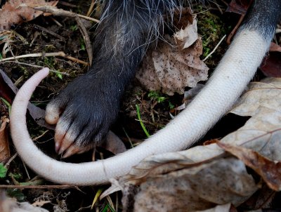 Opossum Tail