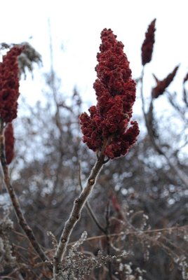 Sumac or Rooster?