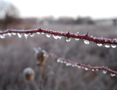 Ice On Wild Rose Cane