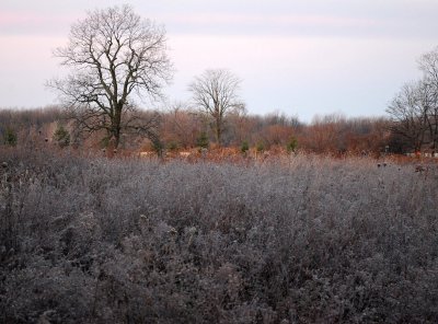 Frosty Morning Field