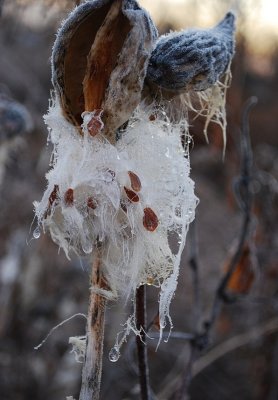 Frosty Milkweed-Sickle