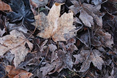 Frosty Leaves Underfoot