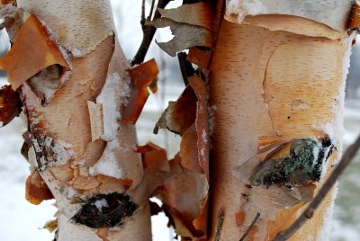 Birch Tree In January