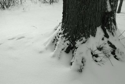 Maple Tree Trunk