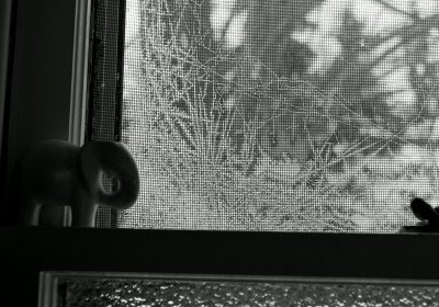 Frost On Window Screen