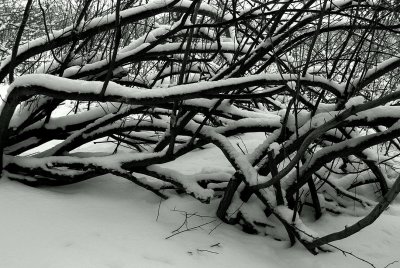Ironwood Branches Outlined In White