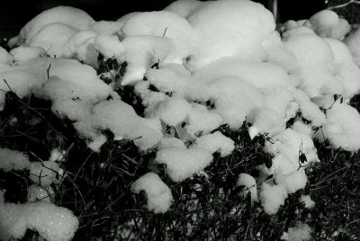 Sparkly Snow On Privet Hedge