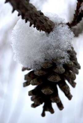 Pine Cone After The Storm