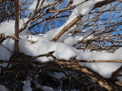 Stems And Blue Sky