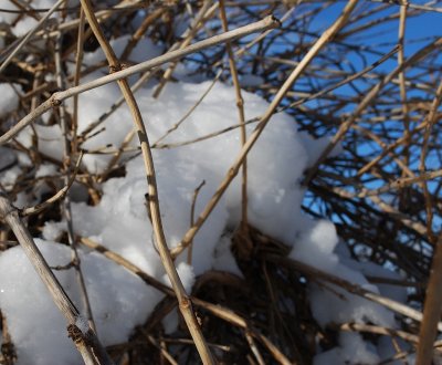 Vines, Lines, Shadows, And Snow