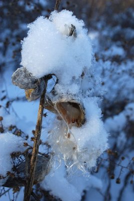 Milkweed Pods, Snowed Under