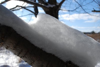 The Snow Branch