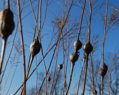 Pods And Blue Sky