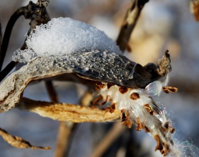 Milkweed Snow Dragon