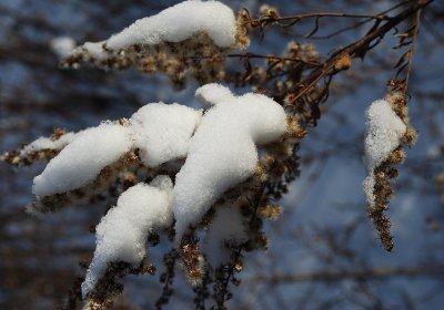 Weeds, Heavy With Snow