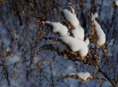 In The Winter Field