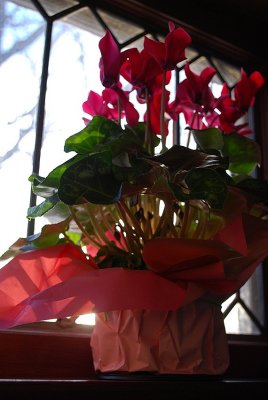 Valentine's Day Flowers On The Windowsill