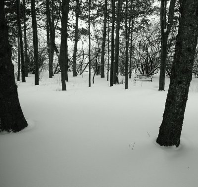 Vertical Pines, Vertical Falling Snow