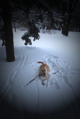 Dogs Make Snow Angels, Too...