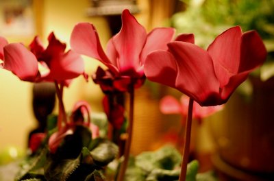 Giraffe-Necked Cyclamen 