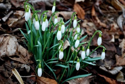 Snowdrops Conquering Brown Leaves