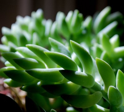 Burro Tail Cactus