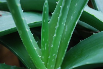 Aloe Vera