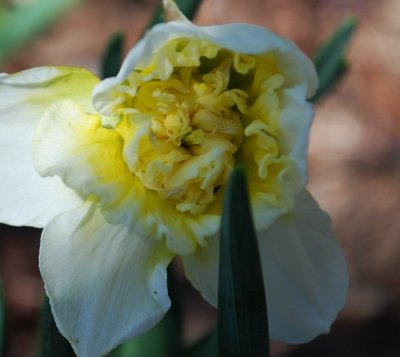 Inside The Daffodil