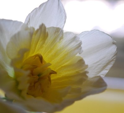 Daffodil Cup