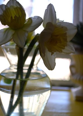 Daffodils And Open Window