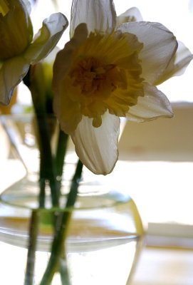 White And Yellow Daffodils