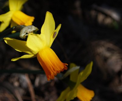 Tiny Narcissus And Bug Hitch- Hiker