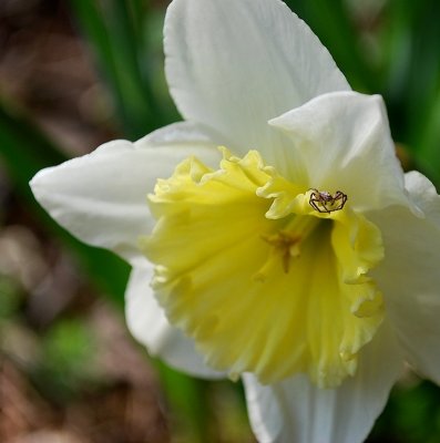 Spider On Daffodil