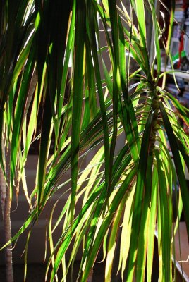 Striped Sunshine