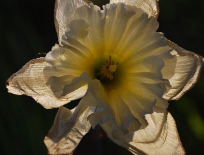 Last Rays