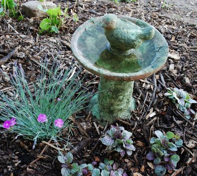 A Very Height-Challenged Birdbath