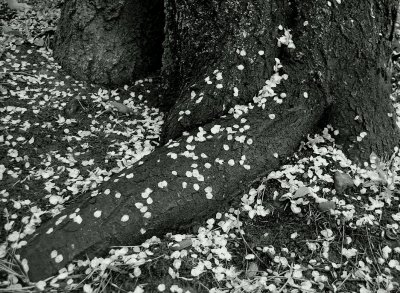 Fallen Cherry Blossom Petals