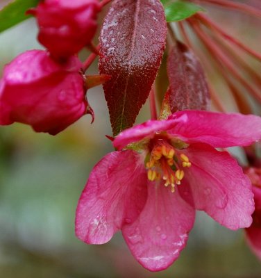 Crabapple Blossom In Rain