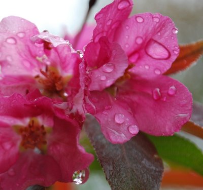 Drippy Flowers