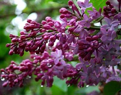 Lilac Blossoms During Rainshower