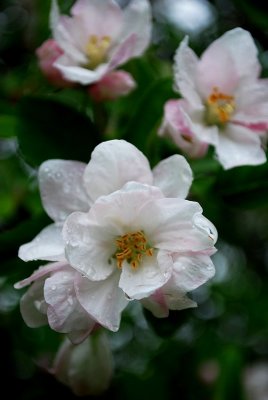 White Blossoms Bring Red Apples