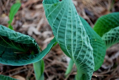 Unfurling Hosta Leaves